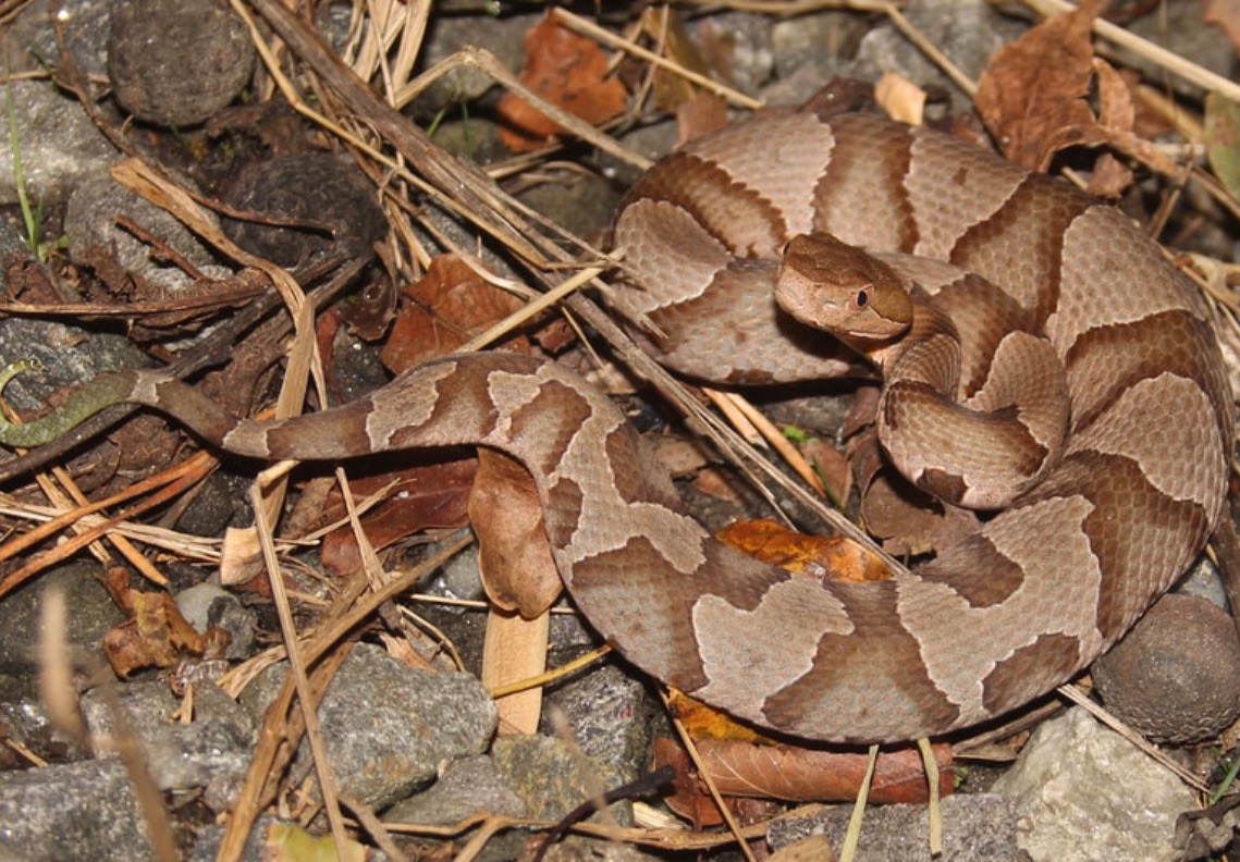 Copperhead