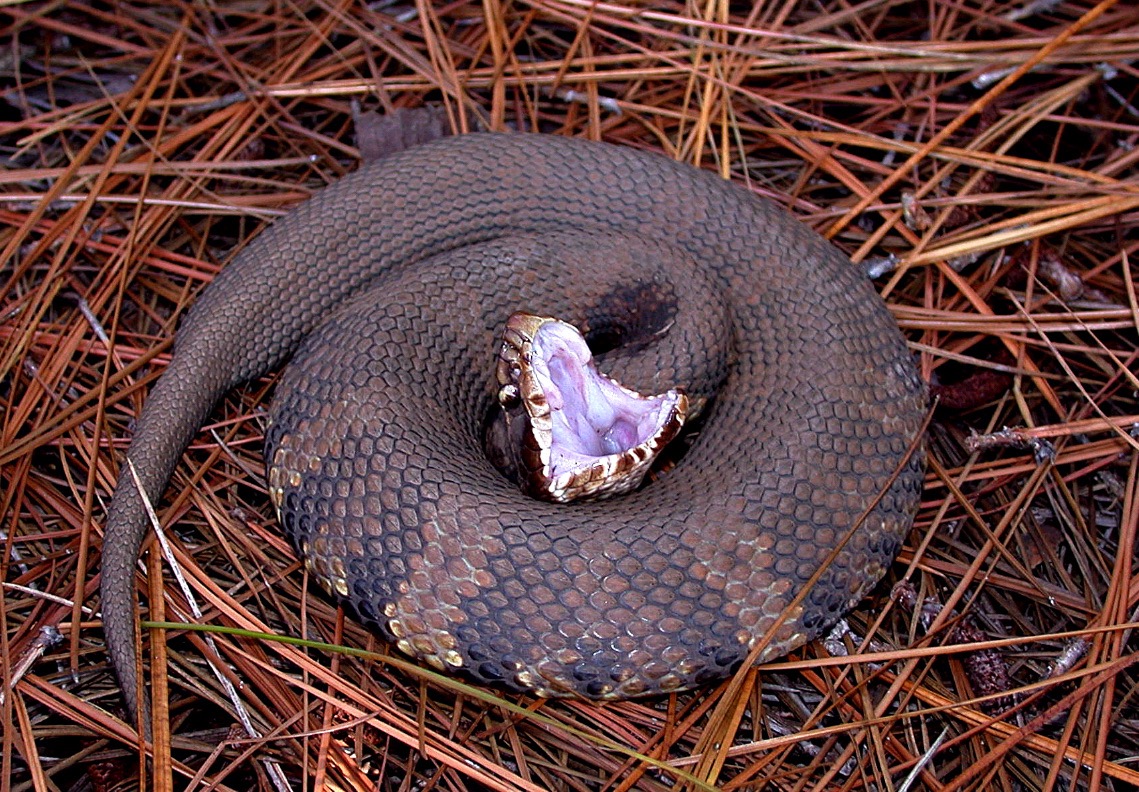 Cottonmouth