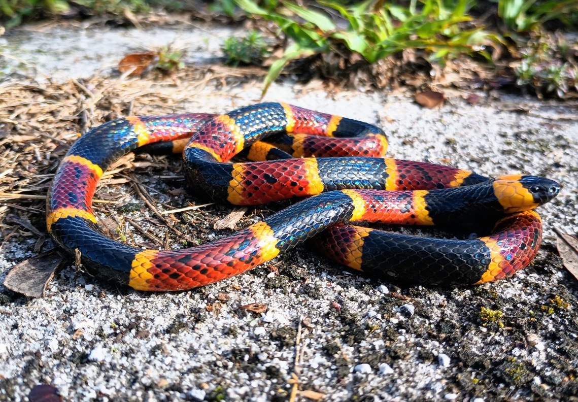 Eastern Coral Snake