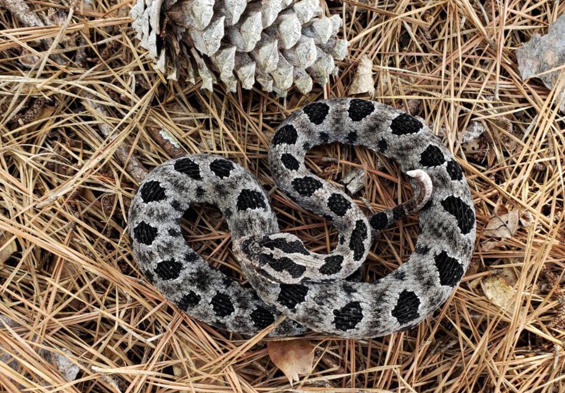 Pygmy Rattlesnake