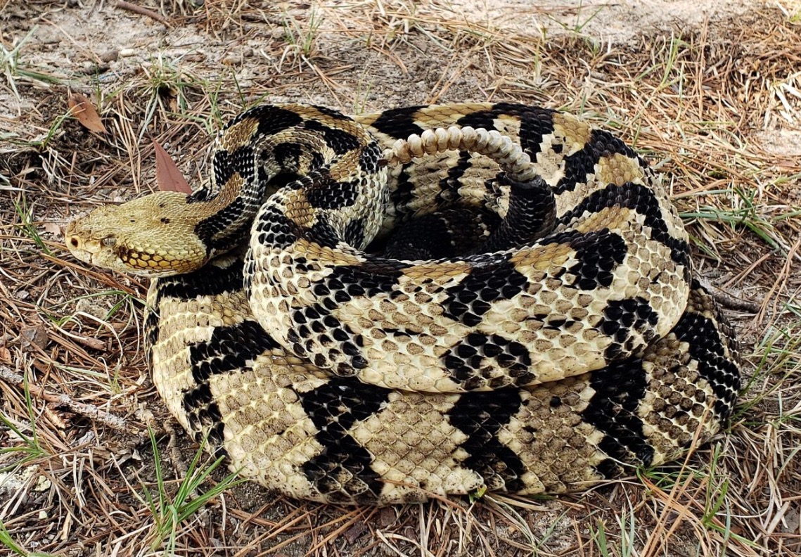 Timber Rattlesnake